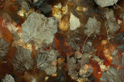 poster-print-carpet-of-leaves-2