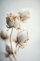 canvas-print-delicate-blossoms