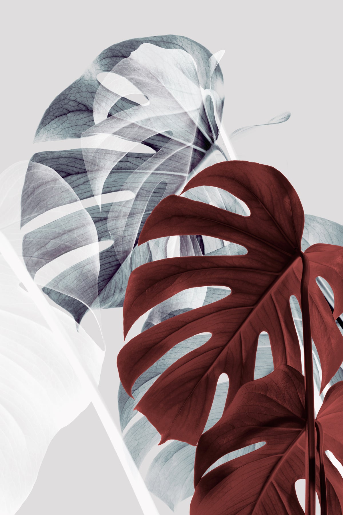 canvas-print-monstera-creative-18