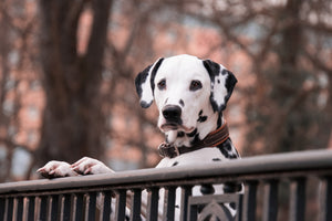 canvas-print-watchful-dalmatian