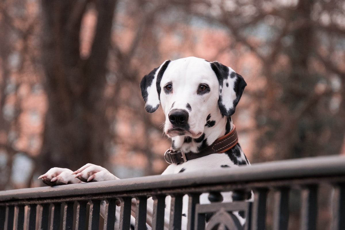 canvas-print-watchful-dalmatian