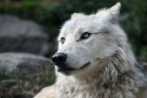 3-piece-canvas-print-the-lonely-wolf