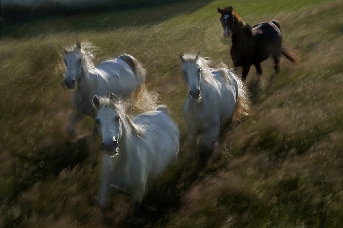 acrylic-print-gallop-in-x
