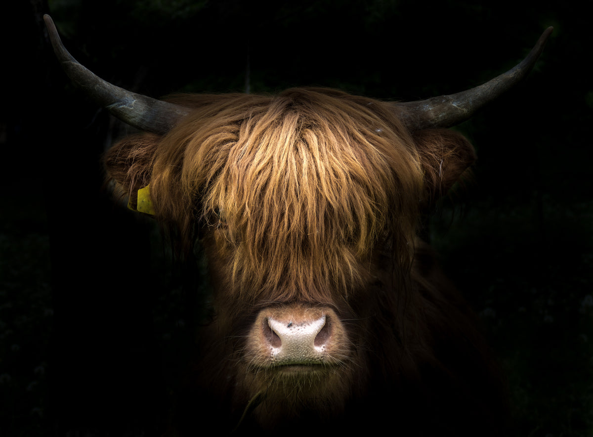 4-piece-canvas-print-fur-horn-and-pride
