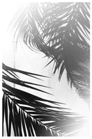 aluminium-print-palm-silhouettes