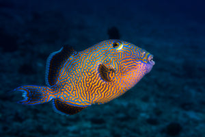 aluminium-print-blue-triggerfish