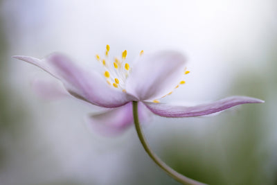 poster-print-nemorosa-ii