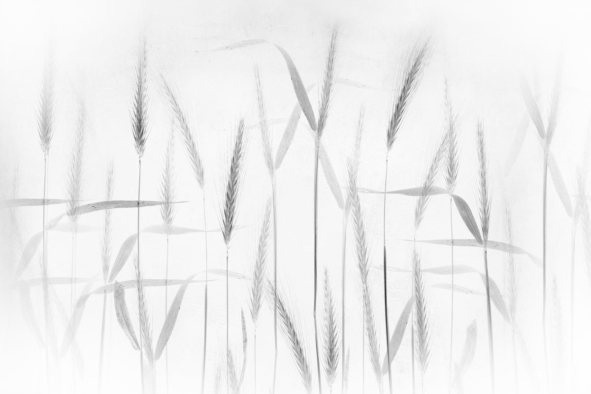 framedcanvas-print-corn-art-x