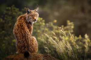 acrylic-print-lynx-fine-art-x