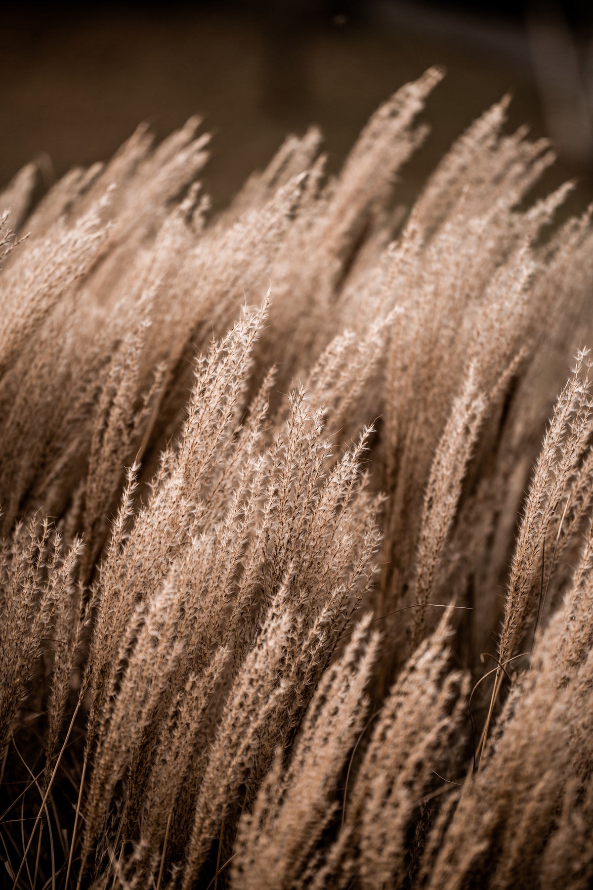 acrylic-print-grass-16