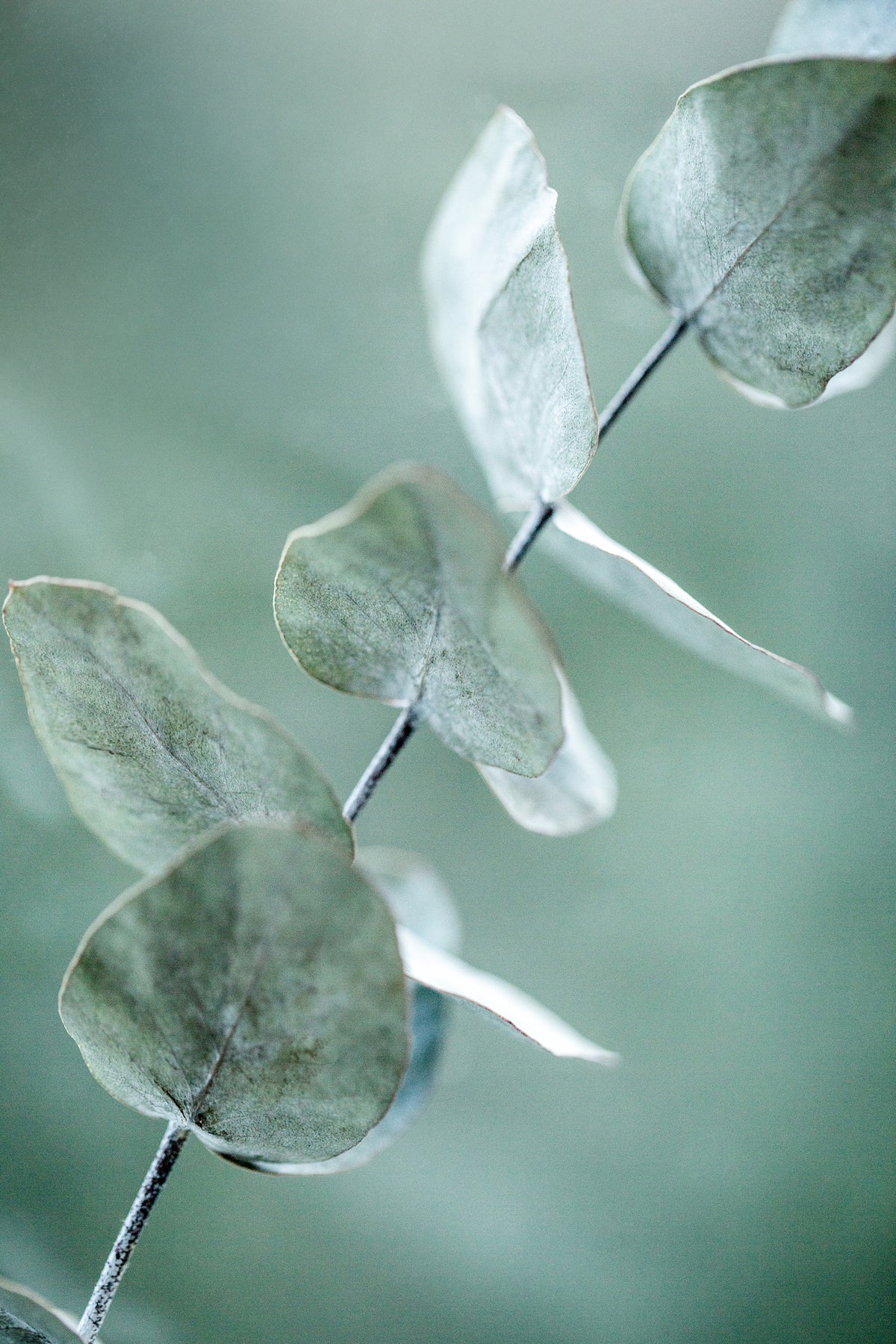framedcanvas-print-eucalyptus-9