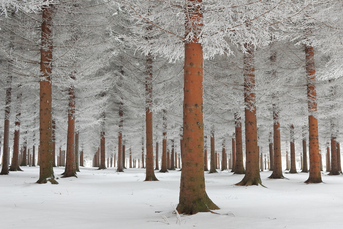 aluminium-print-magical-forest
