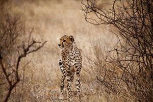 framedcanvas-print-elegant-cheetah