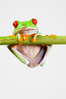 aluminium-print-frog-acrobatics