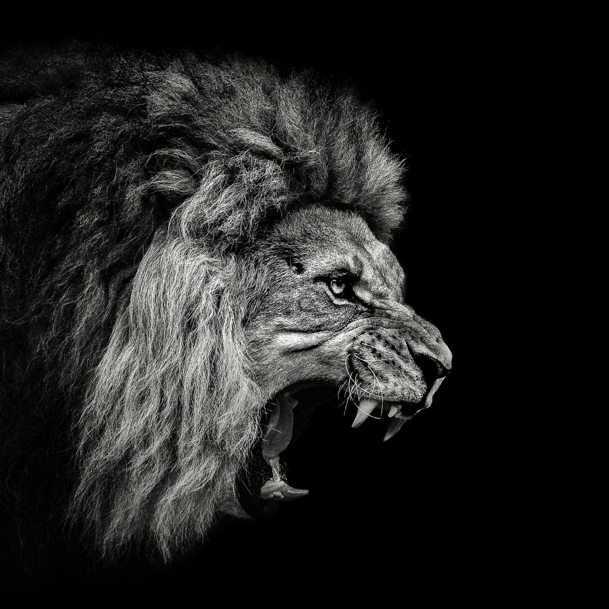 canvas-print-roaring-lion-2-x