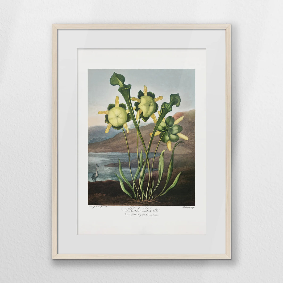 PNP060W080
