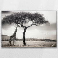 LW-075W050