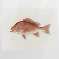 PO-080W060