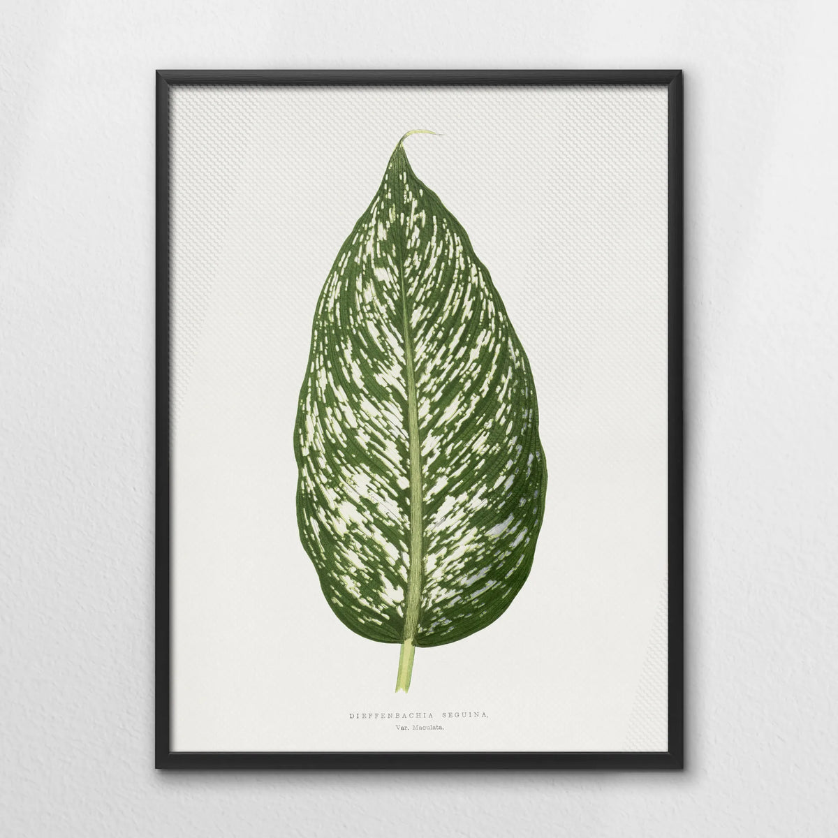 LWB060W080