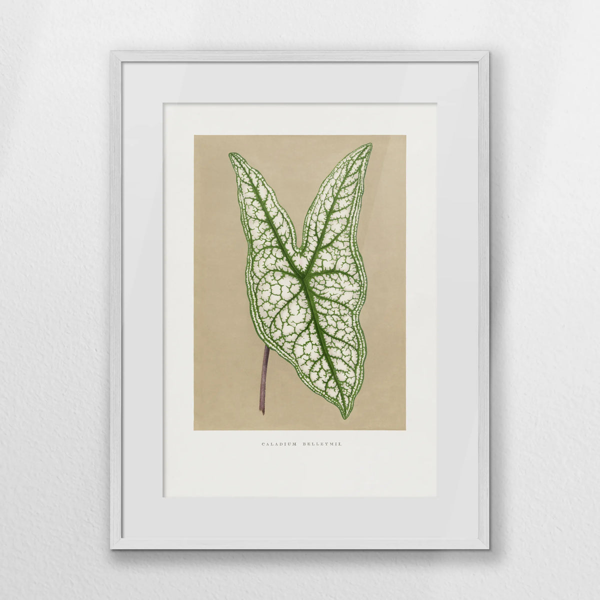 PWP060W080