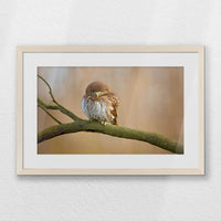 PNP060W040