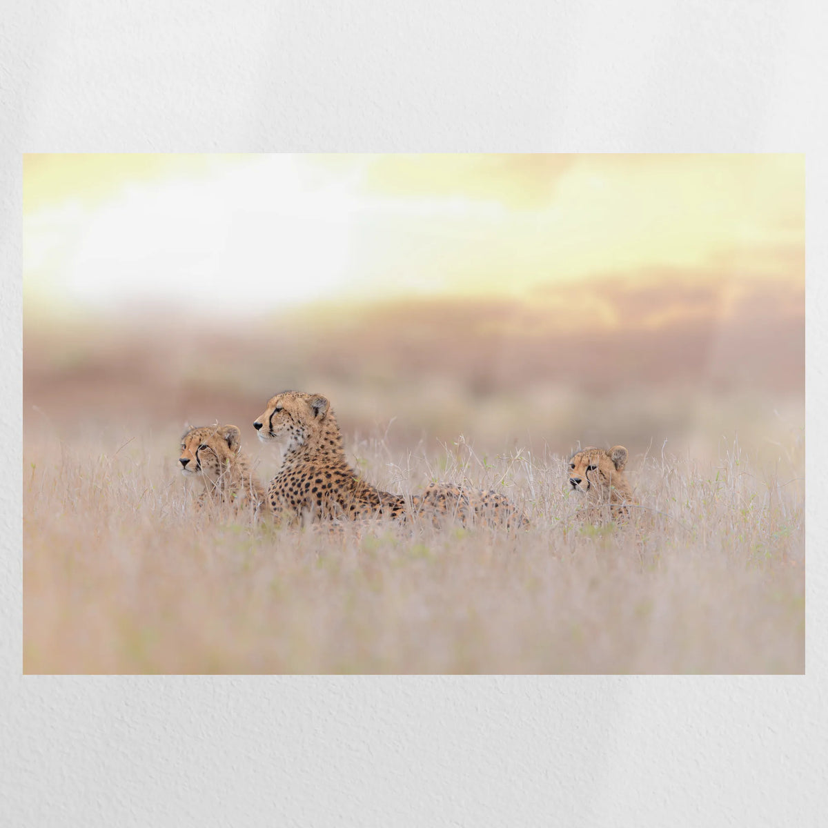 PO-120W080