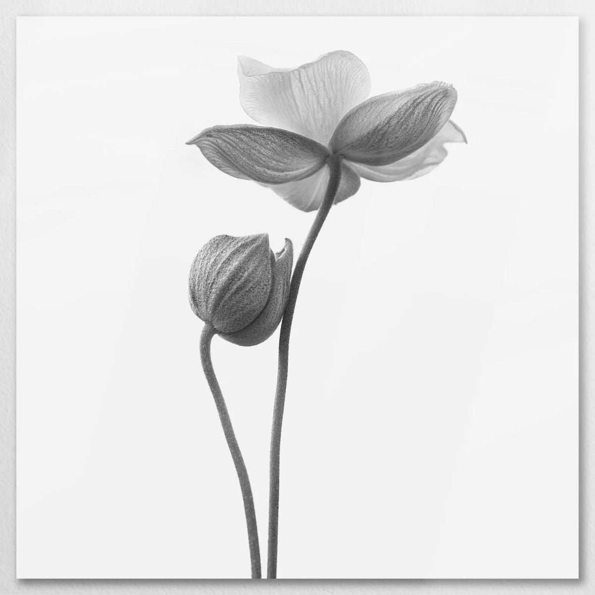 AL-080W080