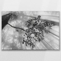 LW-075W050
