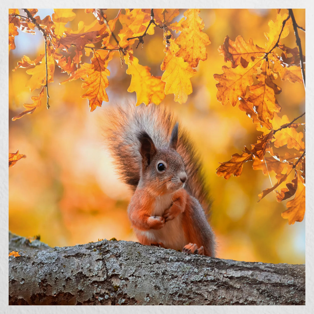 PO-040W040
