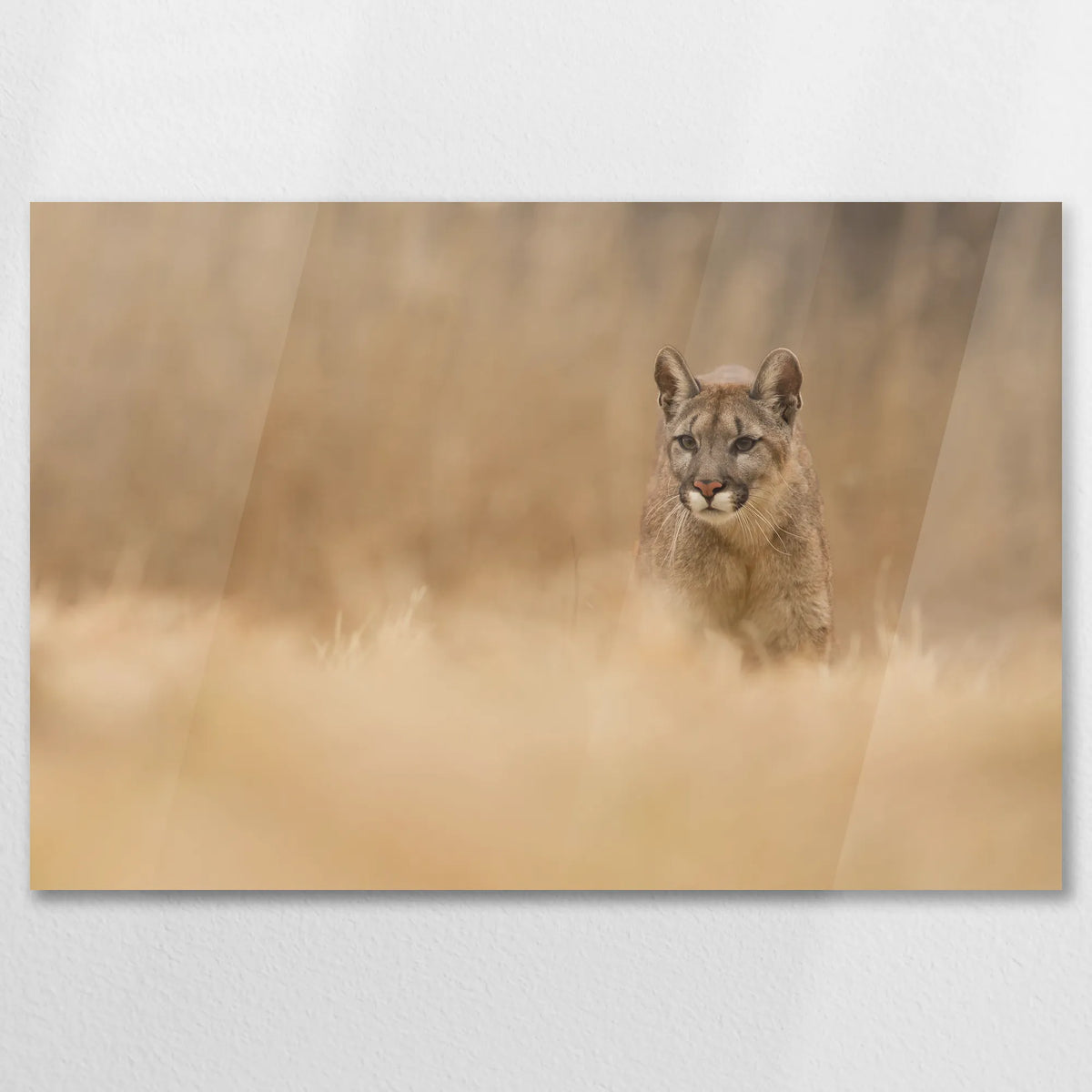 AC-075W050