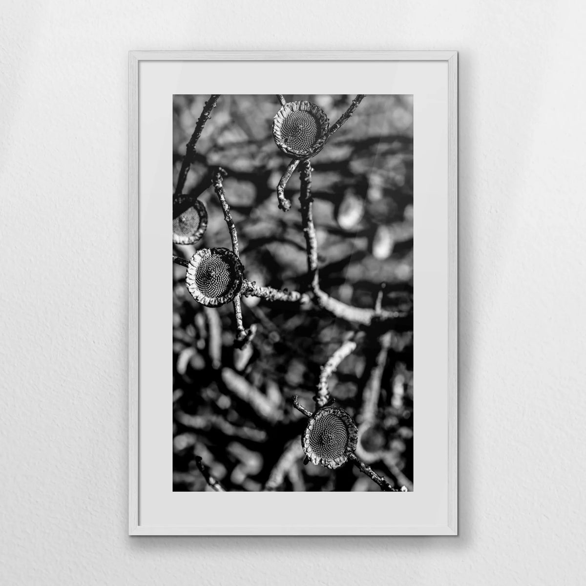 PWP062W093