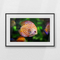 PBP060W040