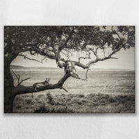 LW-075W050