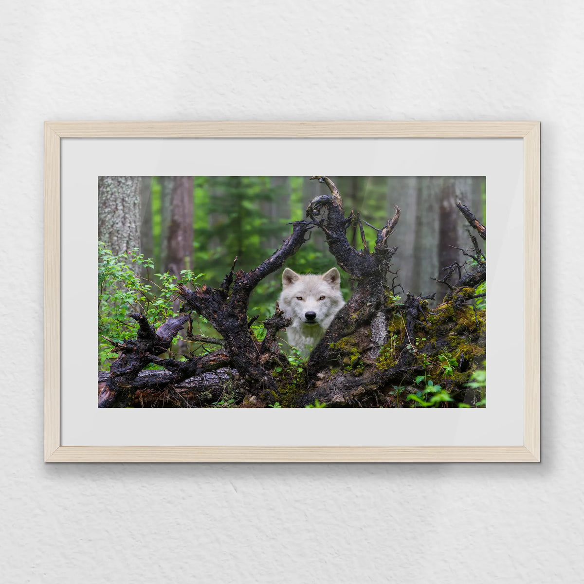 PNP060W040