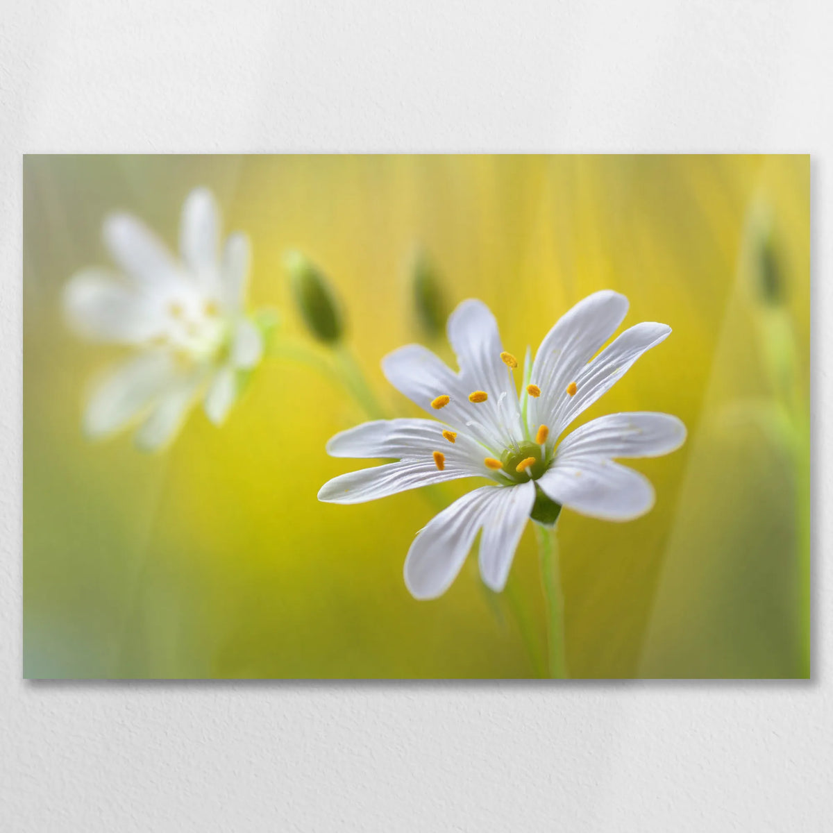 AL-075W050