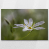 LW-075W050