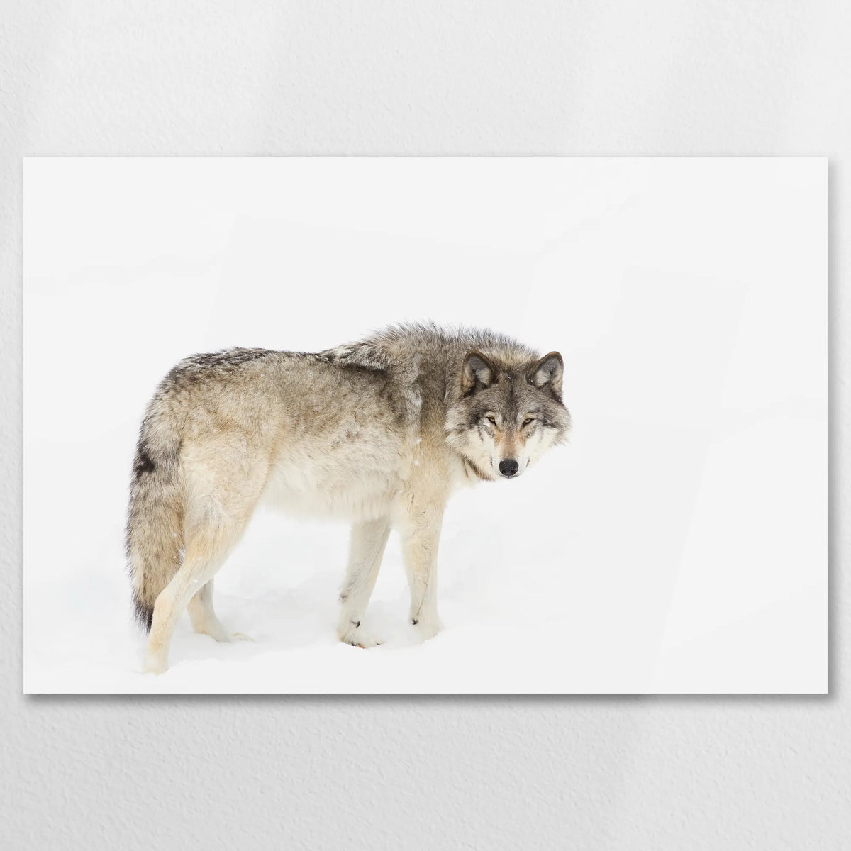 AC-075W050