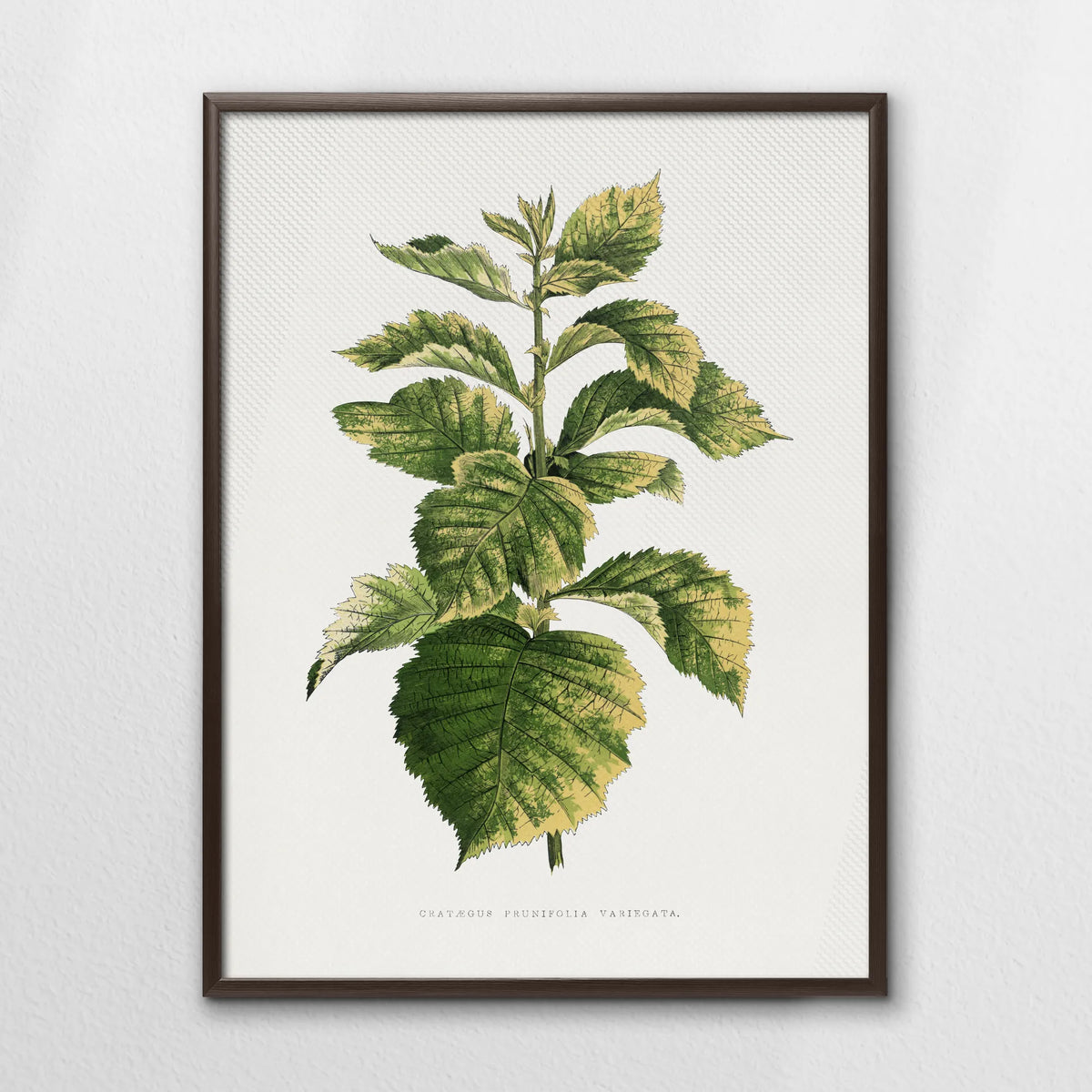 LWN060W080