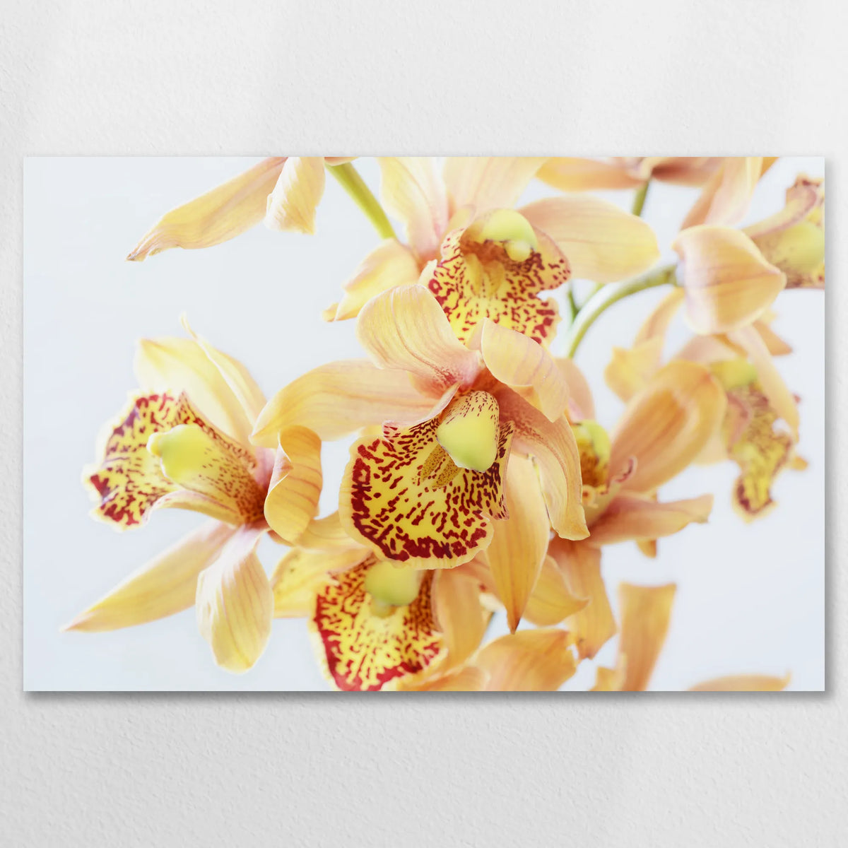 AL-075W050